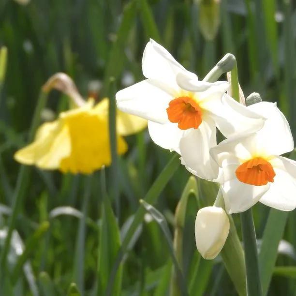 Sempre Avanti Daffodil  (Narcissus Sempre Avanti) Hero Img
